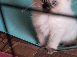 Ragdolls