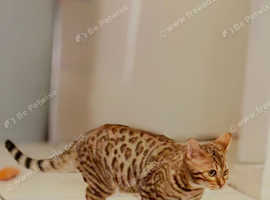 2 Pedigree Bengal F Kittens