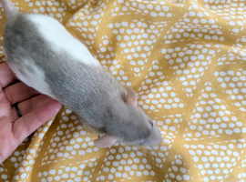 Only 2 males left. Baby Dumbo rats