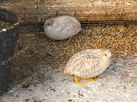 2 small white quails for free
