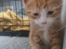 2 kittens