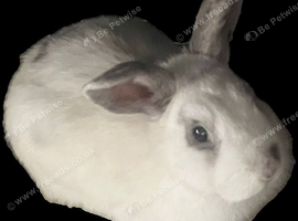 Rehoming rabbit