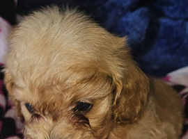 F1b TOY CAVAPOO PUPPIES