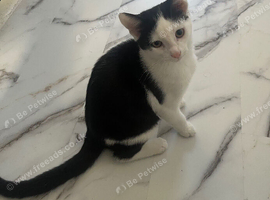 3 month old kitten