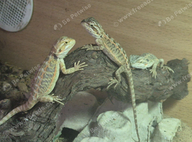 Baby bearded dragons