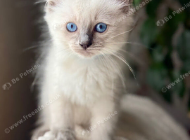 Beautiful Ragdoll Boy Kitten for Sale