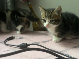 5 kittens ready for their new home