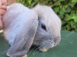 Mini lop doe