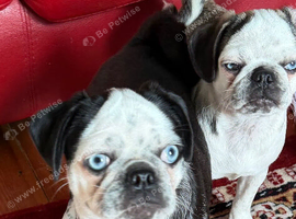 Panda Pug with blue eyes