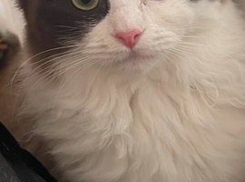 Searching for Longhaired Female Kitten