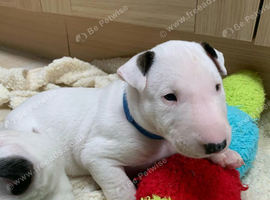 English bull terrier puppies