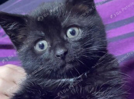 Beautiful kittens