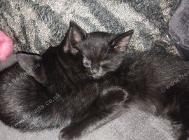 Beautiful, playful kittens for sale *READY NOW*