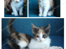Kittens looking for new home (nr Canterbury, Kent)