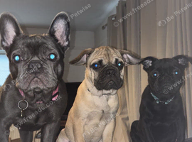 Pug cross