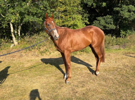 Stunning 2yr old chestnut gelding