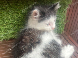 Fluffy girl for sale