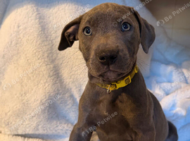 Staff puppies