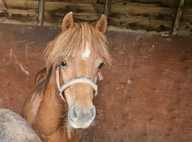 Chestnut welsh section A Colt