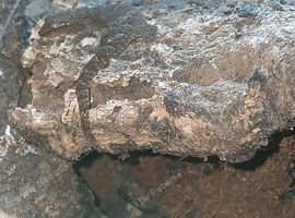 Mourning geckos for sale
