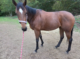 3yr old Bay tb filly 15.3