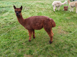 Female chestnut brown alpaca