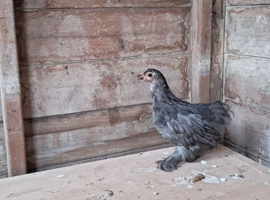 Pekin bantams