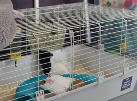 2 boars and C&C cage
