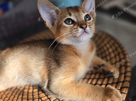 Tica registered abyssinian kittens