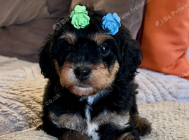 Stunning Curly Toy Cavapoo's from health tested parents