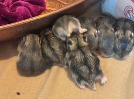 5 Grey Baby hamsters  Ready August
