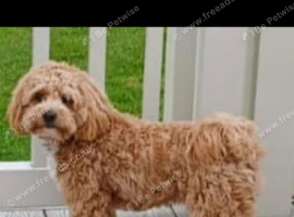 Absolutely stunning maltipoo boy