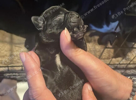 Puppies available 6th November