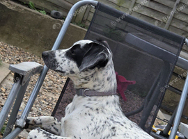Jack Russell cross