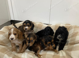 Show type cockapoo