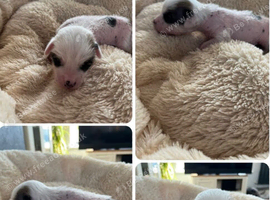 Litter of Chinese crested puppies for sale