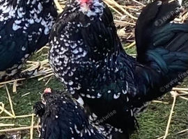 Black mottled D,uccle