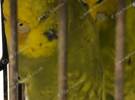 Budgies for sale Exhibition end normal