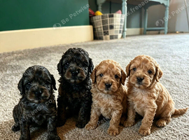 toy F1B cockapoos