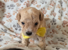 Maltipoo