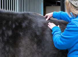 Merishia Equine Massage Therapist