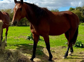 Exceptional Performance Bred -￼proven Broodmare