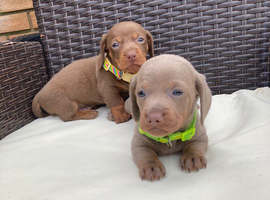 Mini Dachshund puppies