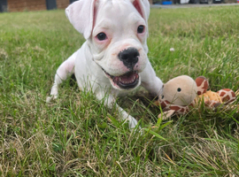 READY NOW! Quality KC Registered White Boxer Puppies