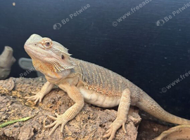 Bearded dragon for sale with the enclouser