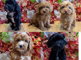 F1 small mini cockapoos various colours 30 dna health tested clear