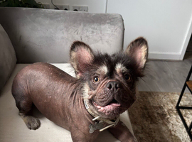 Super rare French bulldog