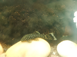 Bristlenose pleco babies X 10