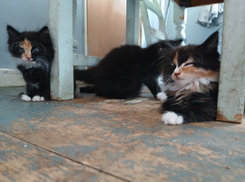 Long haired kittens