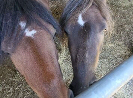 Project Pony